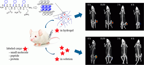 Oyen - Hydrogel_Biomacromolecules.gif